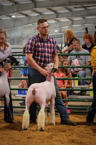 4H Kid Showing Sheep 52178