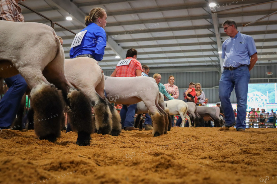 4H Kid Showing Sheep 52179