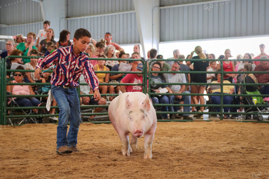 4H Kid Showing Pig 52204
