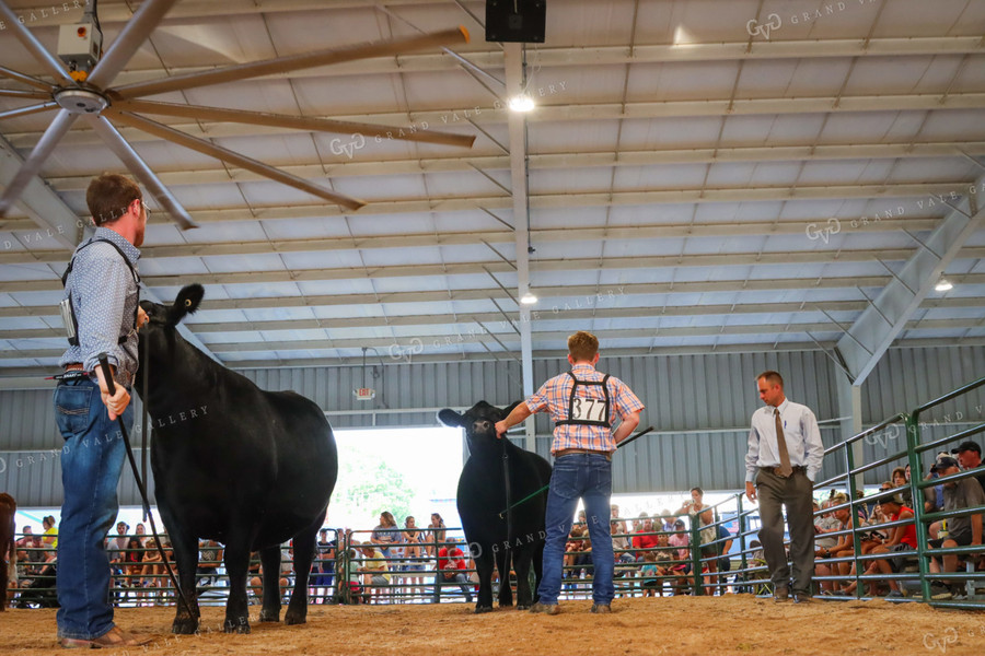 4H Kid Showing Heifer 52208