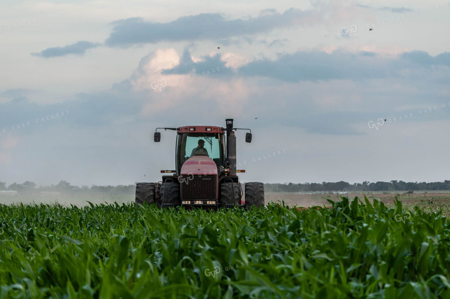 Tractor in Corn Field 59035