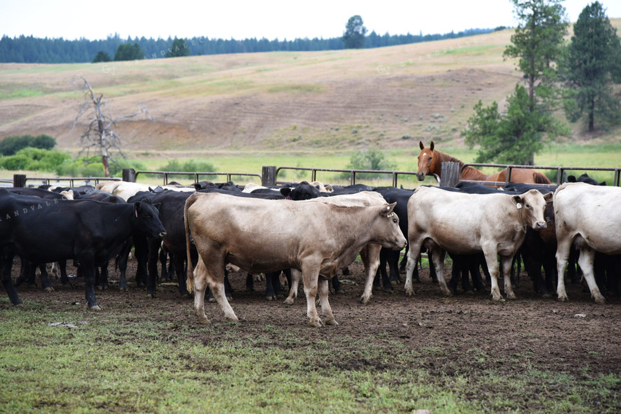 Cattle in Pen 69003