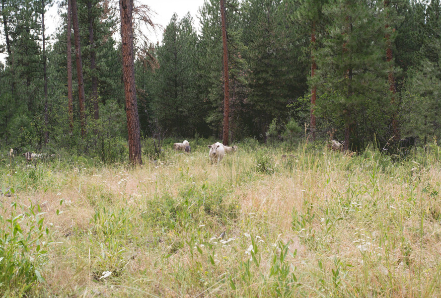 Cattle in Pasture 69016