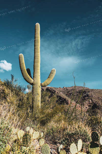 Desert Landscape Cactus 58004