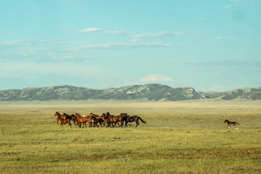 Herd of Horses Running 58019