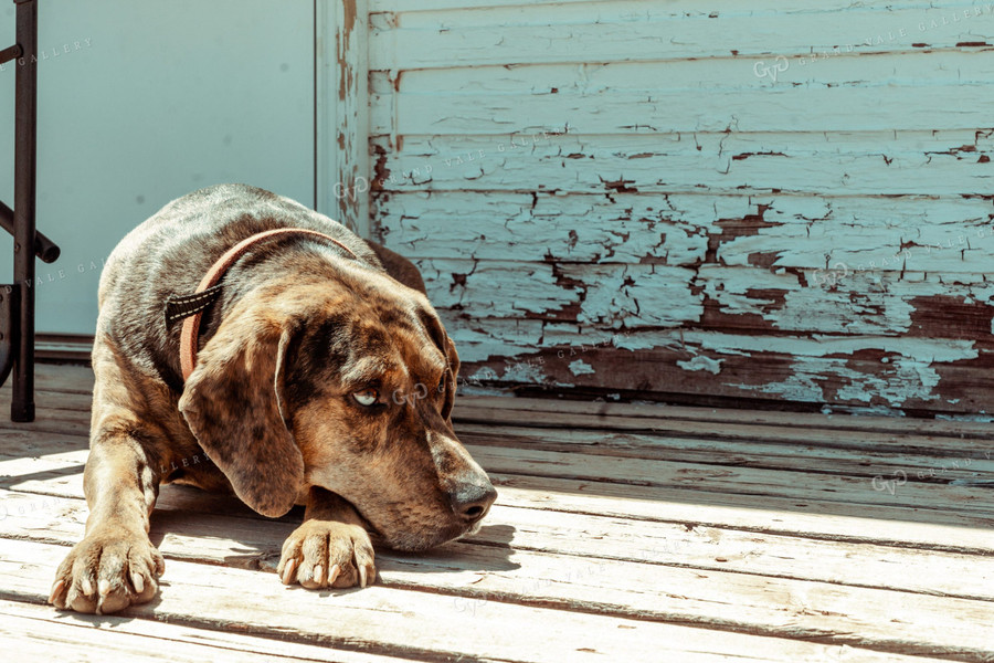 Dog on Porch 58049