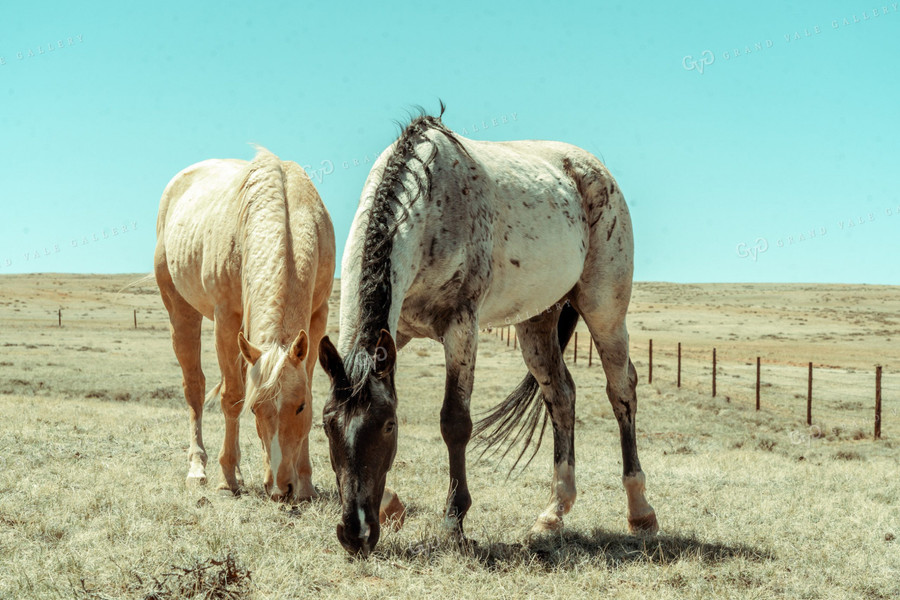 Horses in Pasture 58059