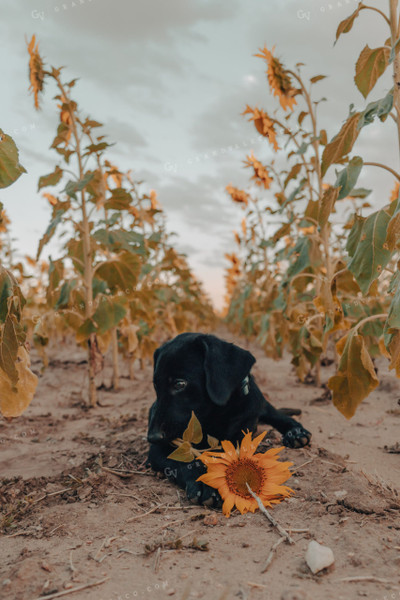 Ranch Dog in Sunflower Field 58131