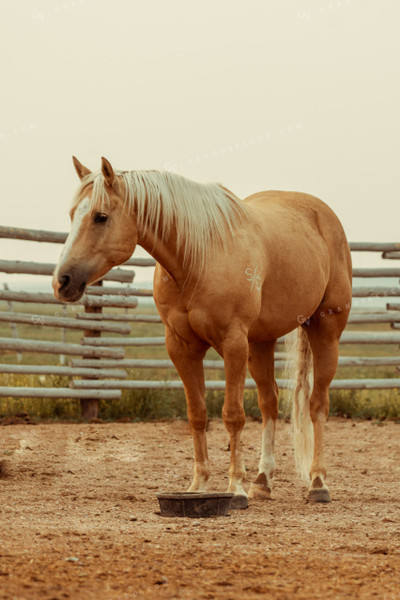 Ranch Horse 58135