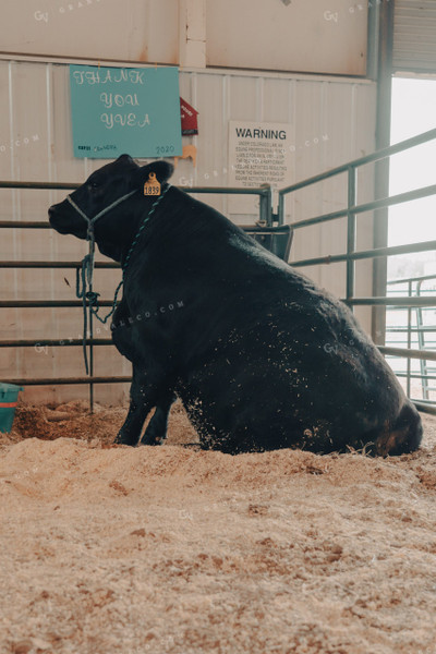 Angus Cattle at 4H Show 58156