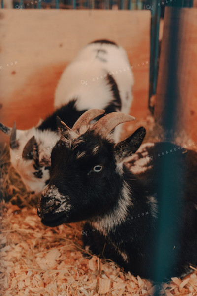 Goats at 4H Show 58157