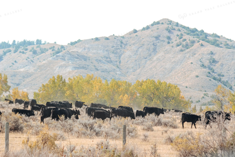 Angus Cattle in Pasture in Wyoming 63013