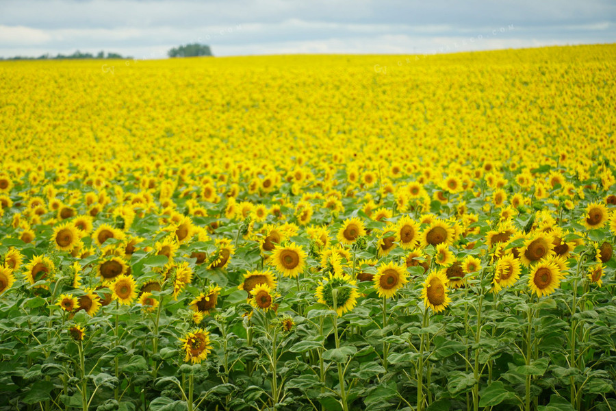 Sunflower Field 65007