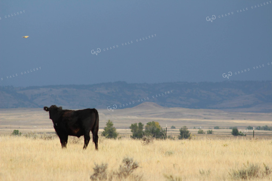 Angus Cattle in Pasture 63014