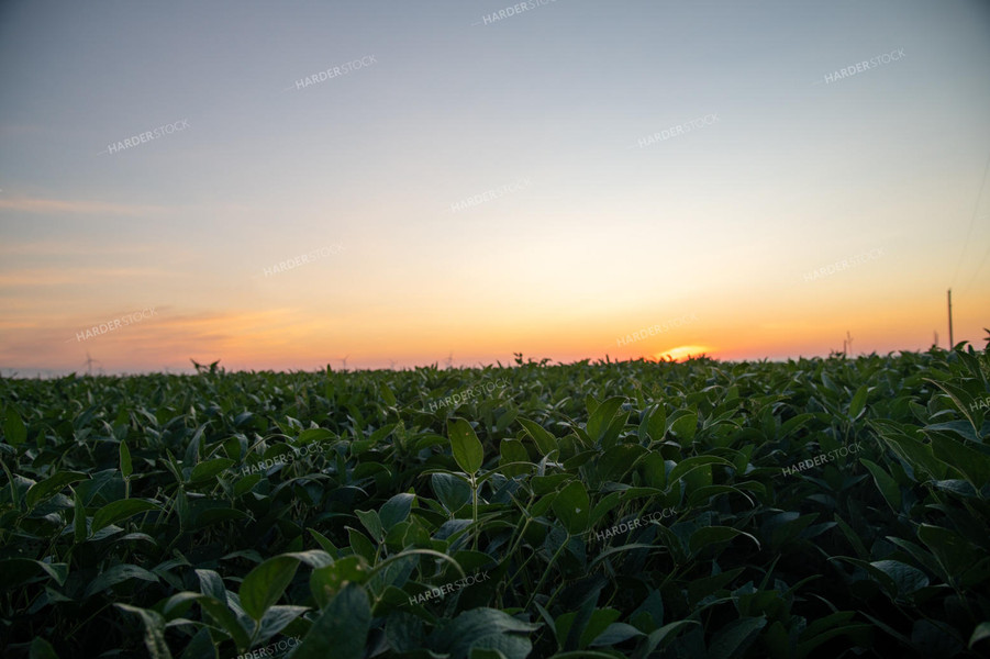 Sunrise Over Soybean Field 25005