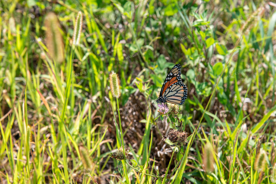 Butterfly Collecting Nectar and Pollen from Wildflowers on CRP Land 25034