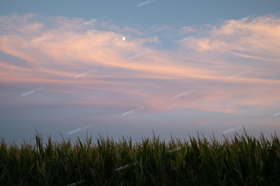 Moon Over Corn Tassels at Sunset 25040