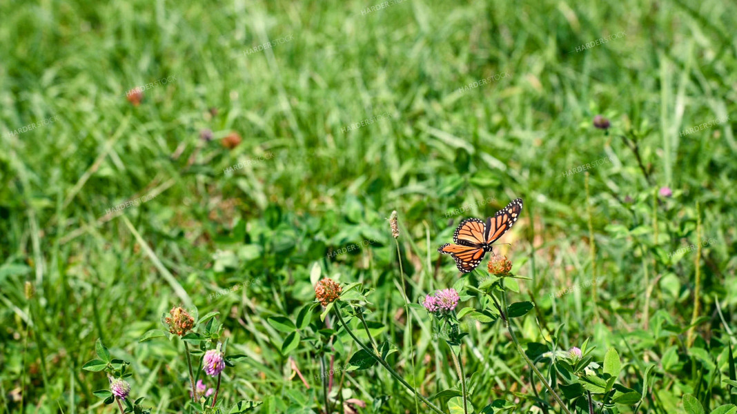 Butterfly Collecting Nectar and Pollen from Wildflowers on CRP Land 25061