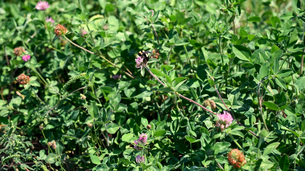 Bee Collecting Pollen from Wildflowers on CRP Land 25065