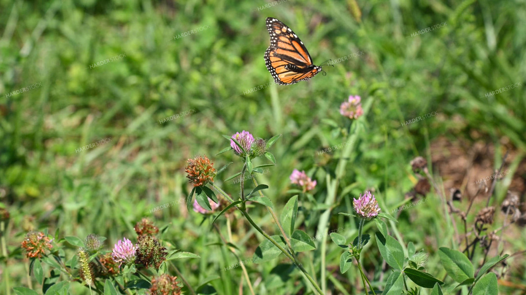 Butterfly Collecting Nectar and Pollen from Wildflowers on CRP Land 25070