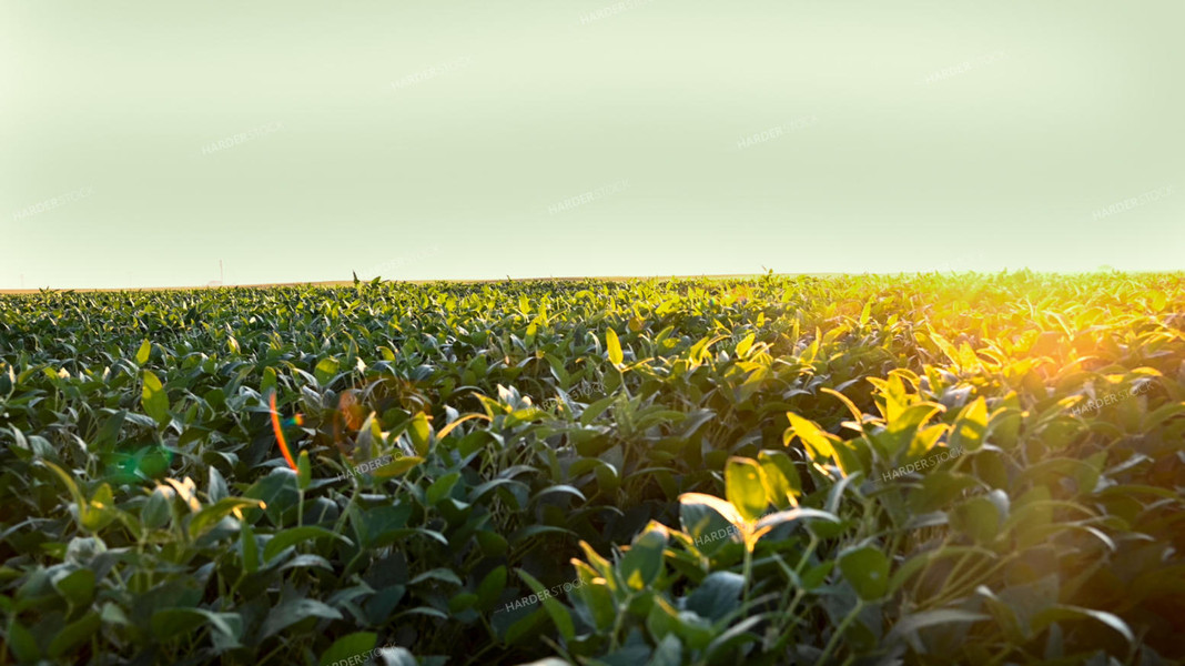 Sunrise Over Soybean Field 25077