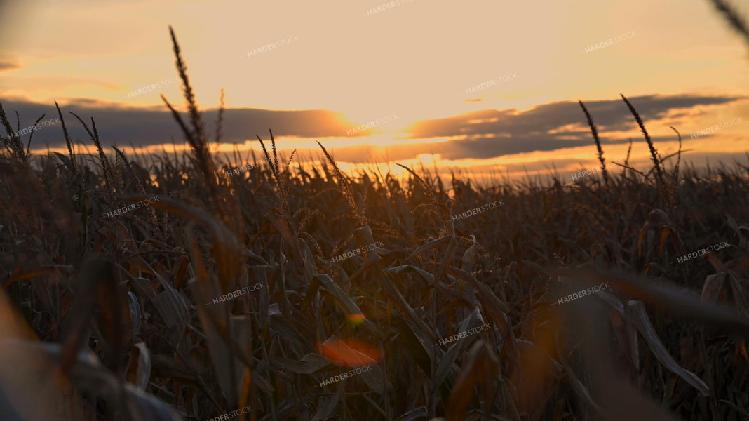 Sunset Over Dry Corn Field 25080