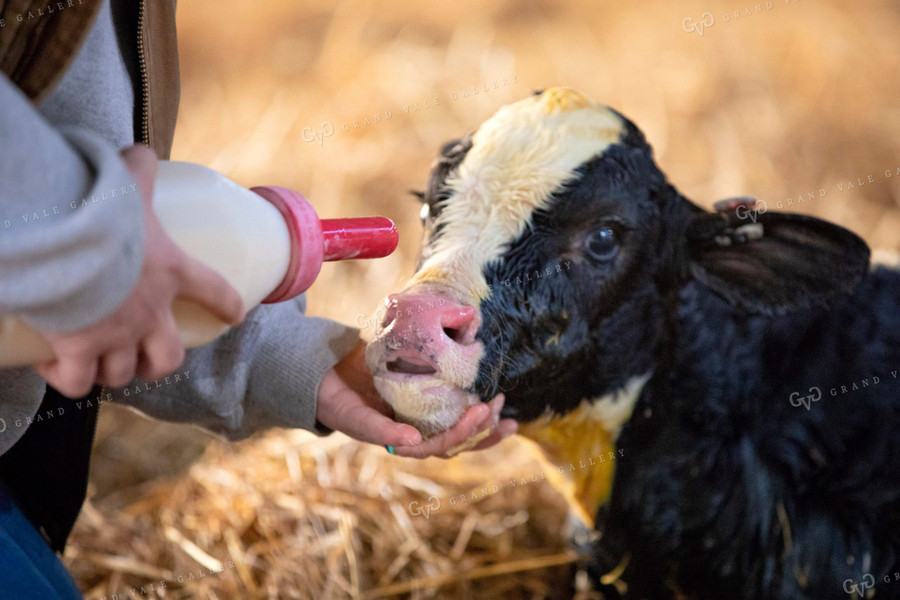 Farmer Feeding Newborn Holstein Calf 55010
