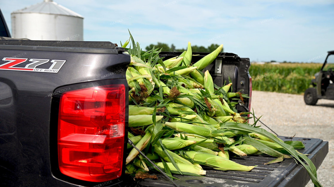 Picking Sweer Corn 25258