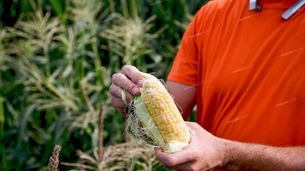 Picking Sweer Corn 25259