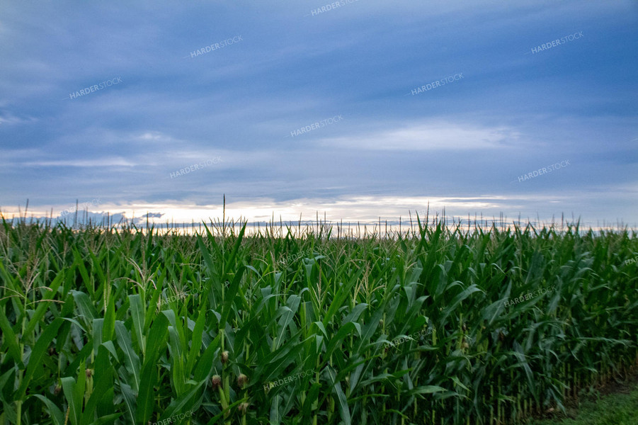 Storm Over a Corn Field 25284