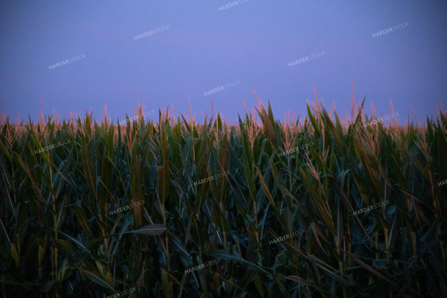 Sunset Over a Corn Field 25293