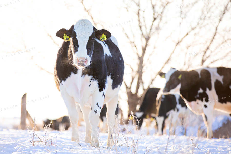 Holstein Cows in Pasture 55021