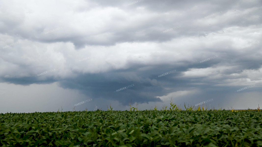 Storm Over a Soybean Field 25309