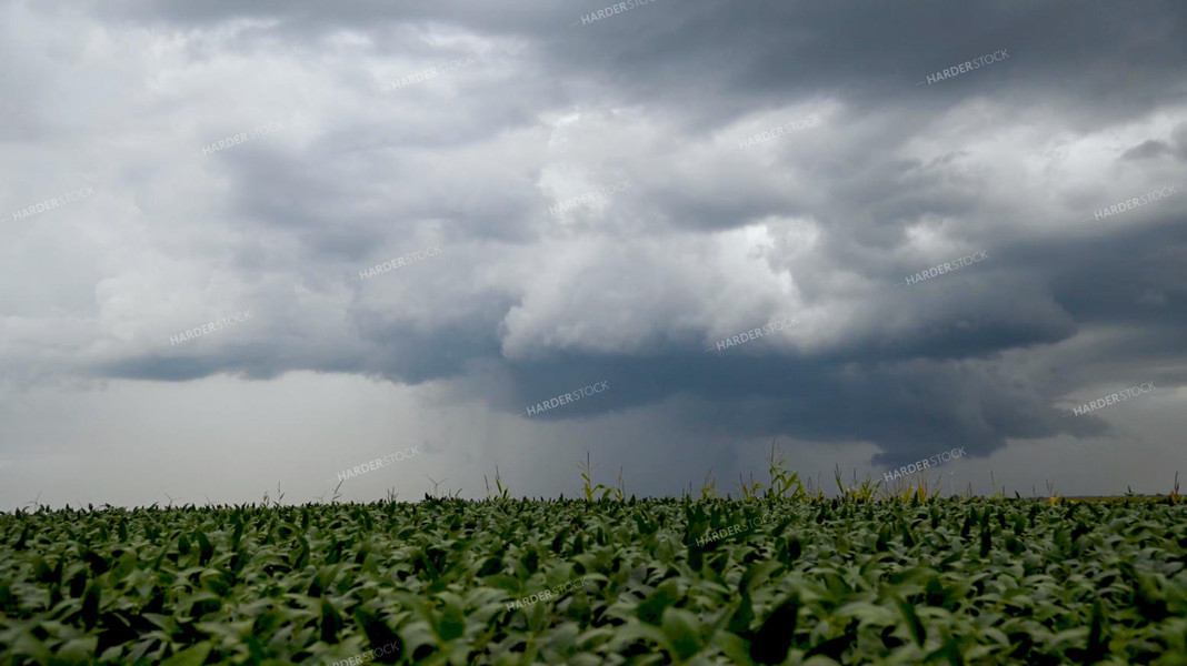 Storm Over a Soybean Field 25310