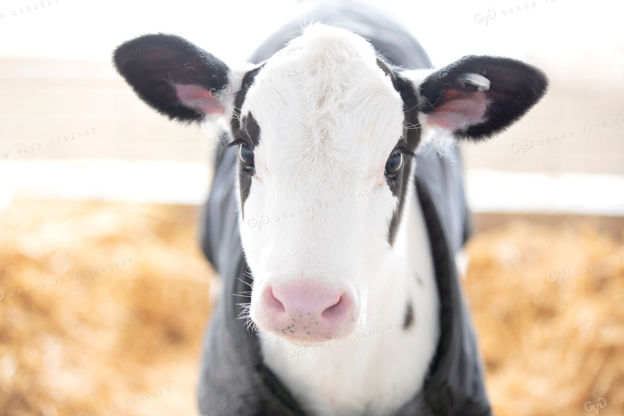 Holstein Calf 55029