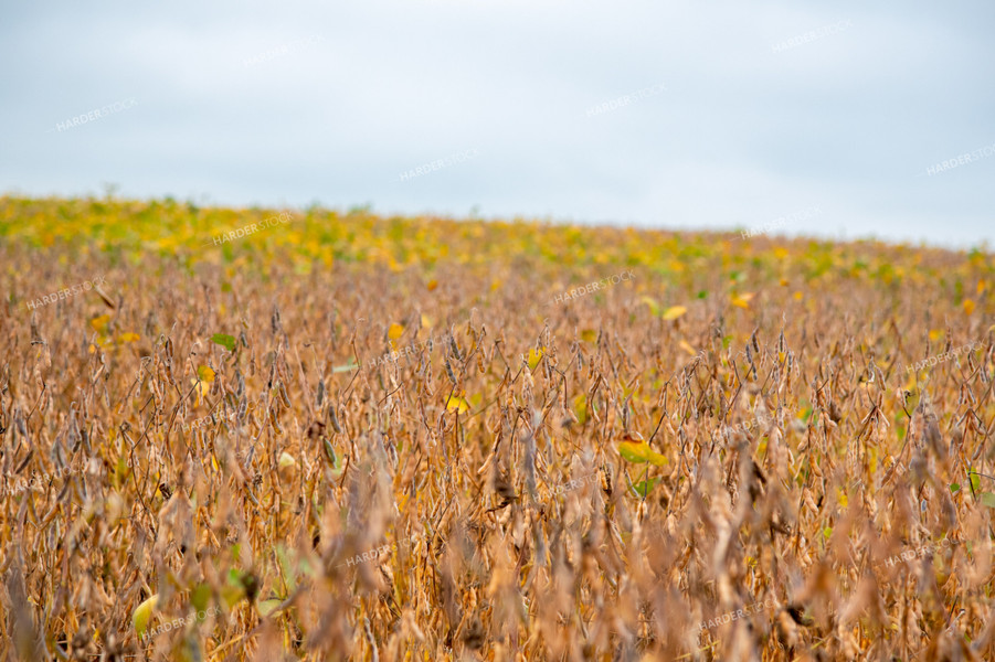 Replanted Soybean Field Maturing at Different Rates 25487