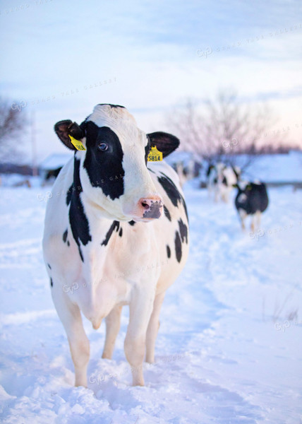 Holstein Cows in Pasture 55031