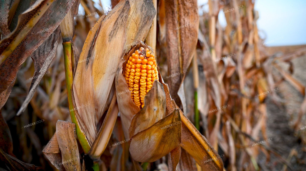 Dried Corn Ear in the Field 25498