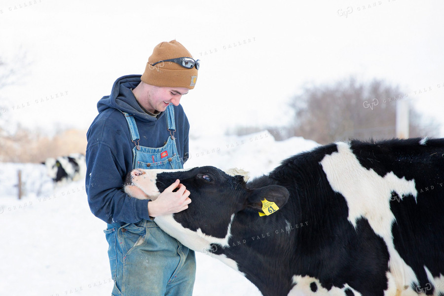 Dairy Farmer with Dairy Cow 55040