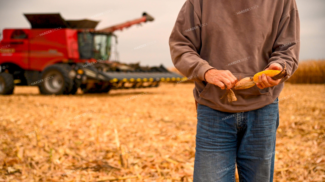 Farmer Looks at Corn Ear in Field 25592