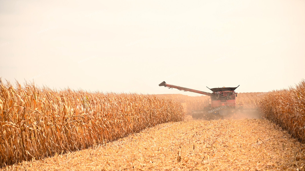 Combine Harvesting Corn 25595