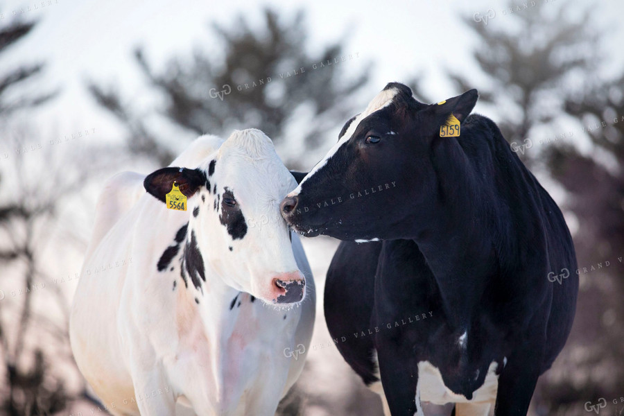 Dairy Cow in Snow 55051