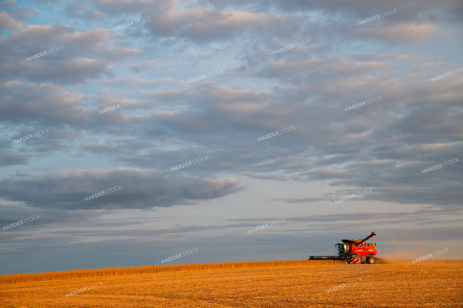 Combine Harvesting Soybeans 25694