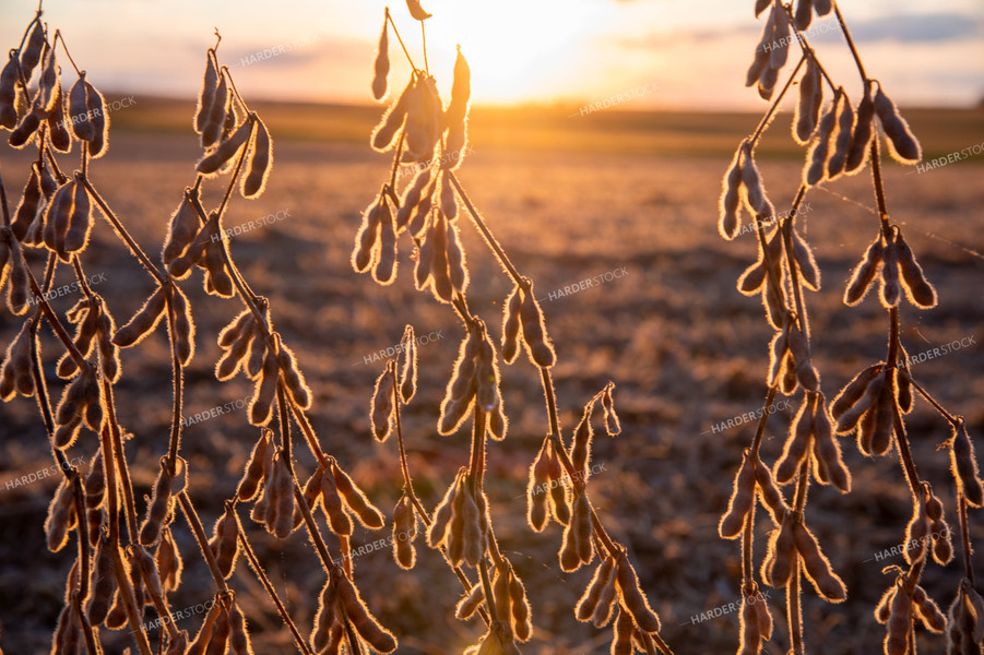 Dried Soybeans at Sunset 25699