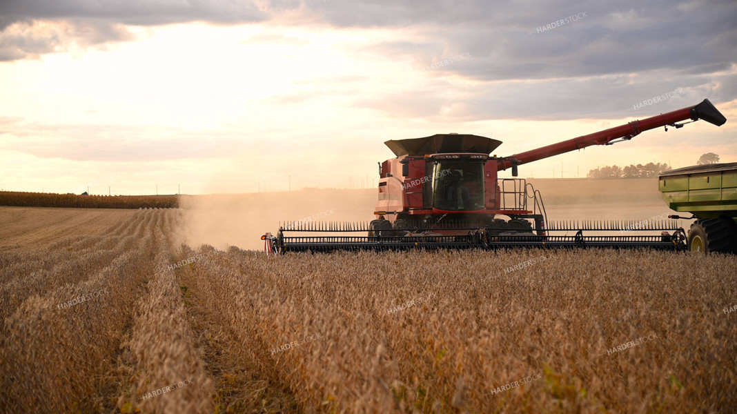 Combine Harvesting Soybeans 25723