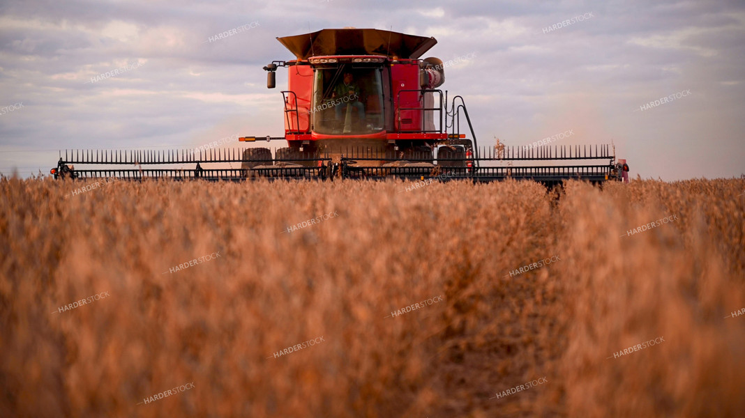 Combine Harvesting Soybeans 25748