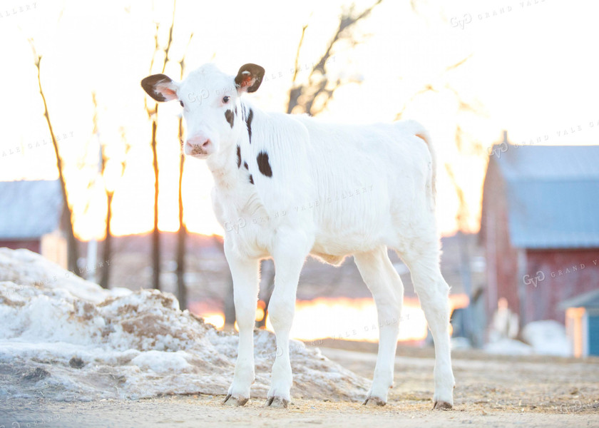 Holstein Calf 55068