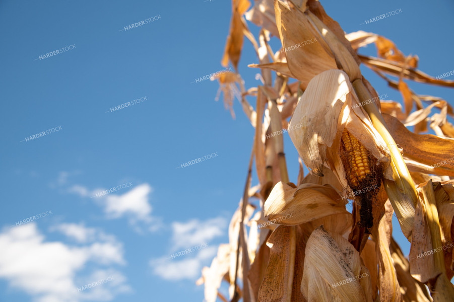 Dried Corn Waiting to be Harvested on a Sunny Day 25888