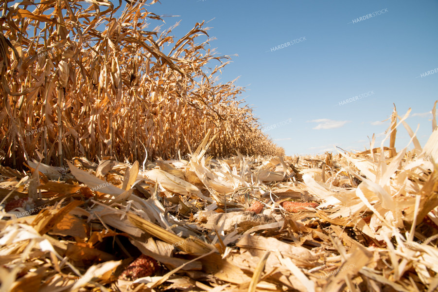 Dried Corn Waiting to be Harvested on a Sunny Day 25899