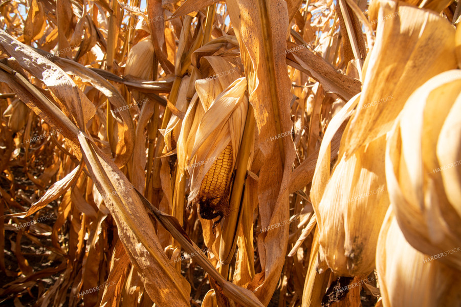 Dried Corn Waiting to be Harvested on a Sunny Day 25900